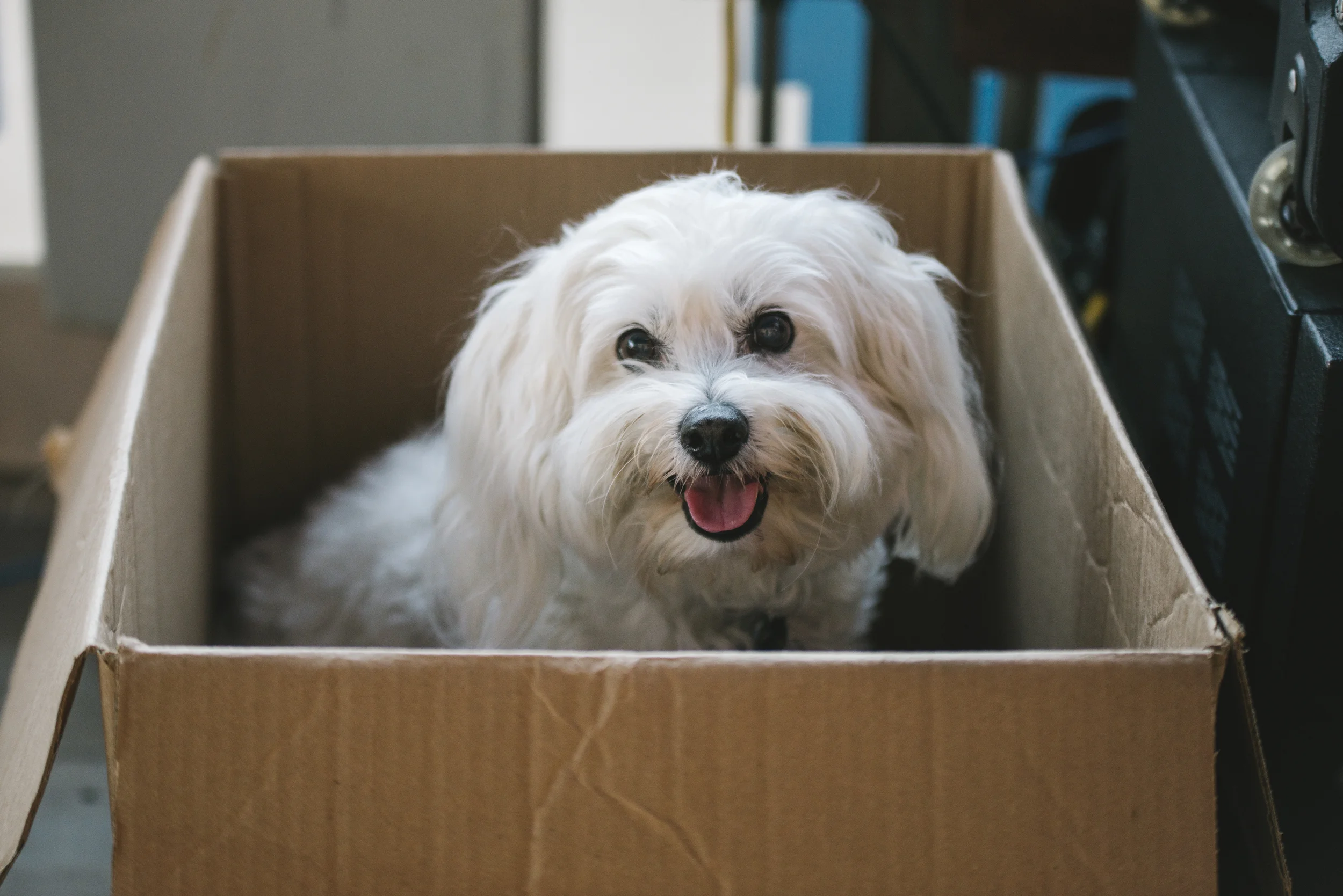 Pup in a box! This guy was a fun addition to the press box.