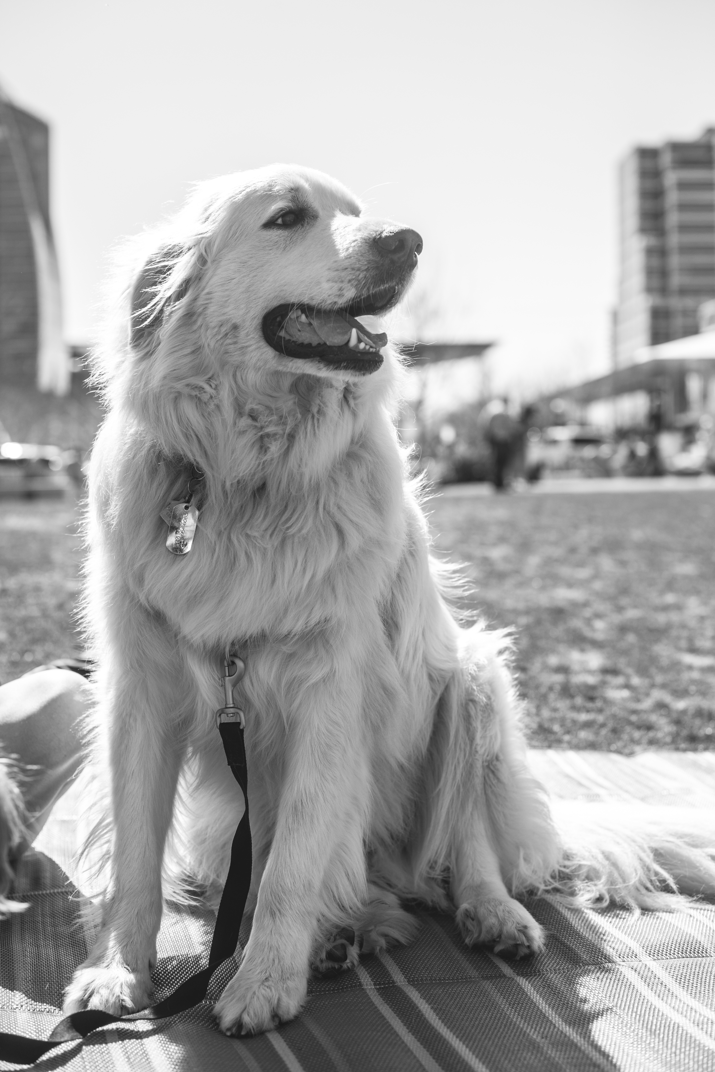 This big guy is a Great Pyranees, and was a total sweetheart!