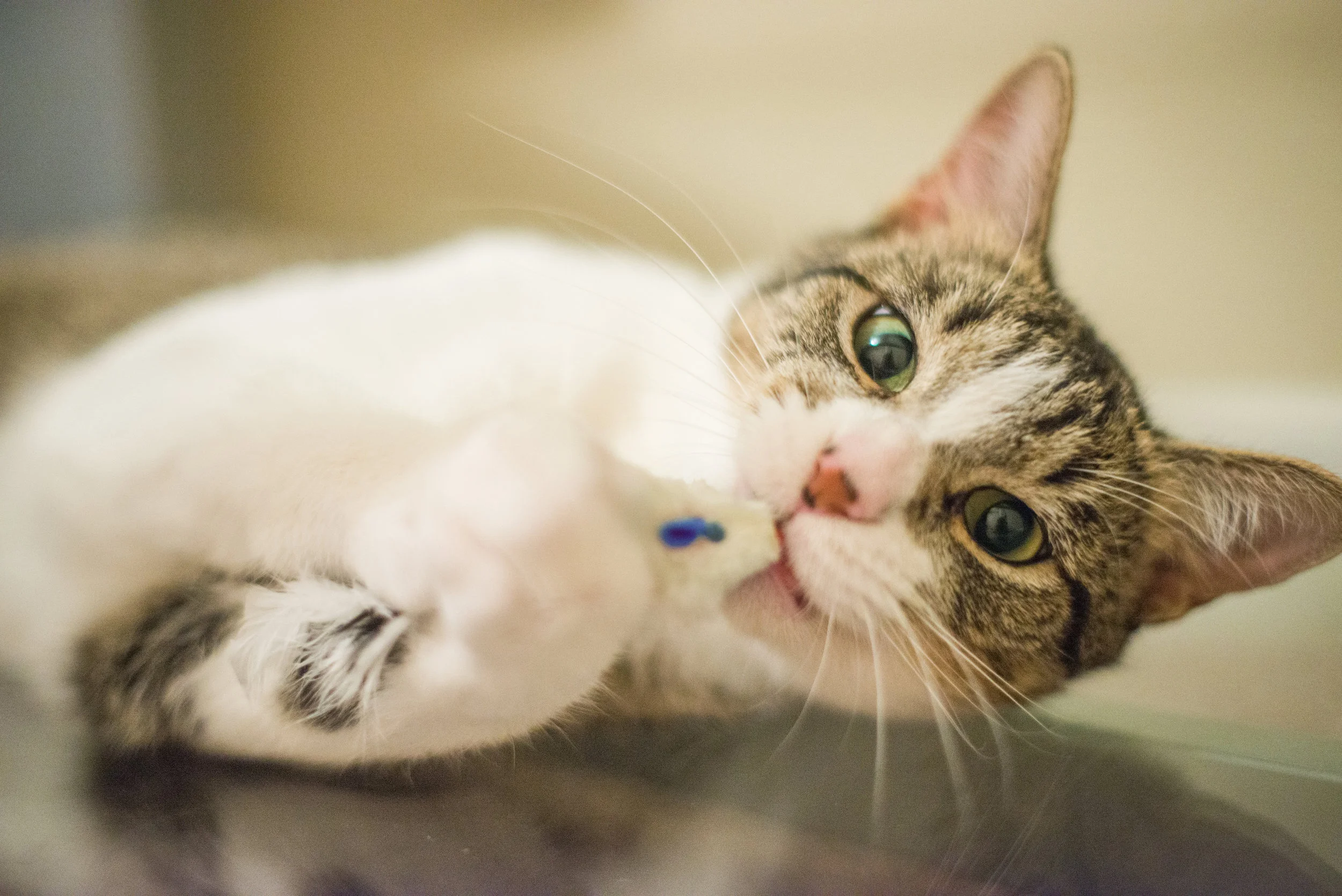 Buddy | DFW Adoptable Cat