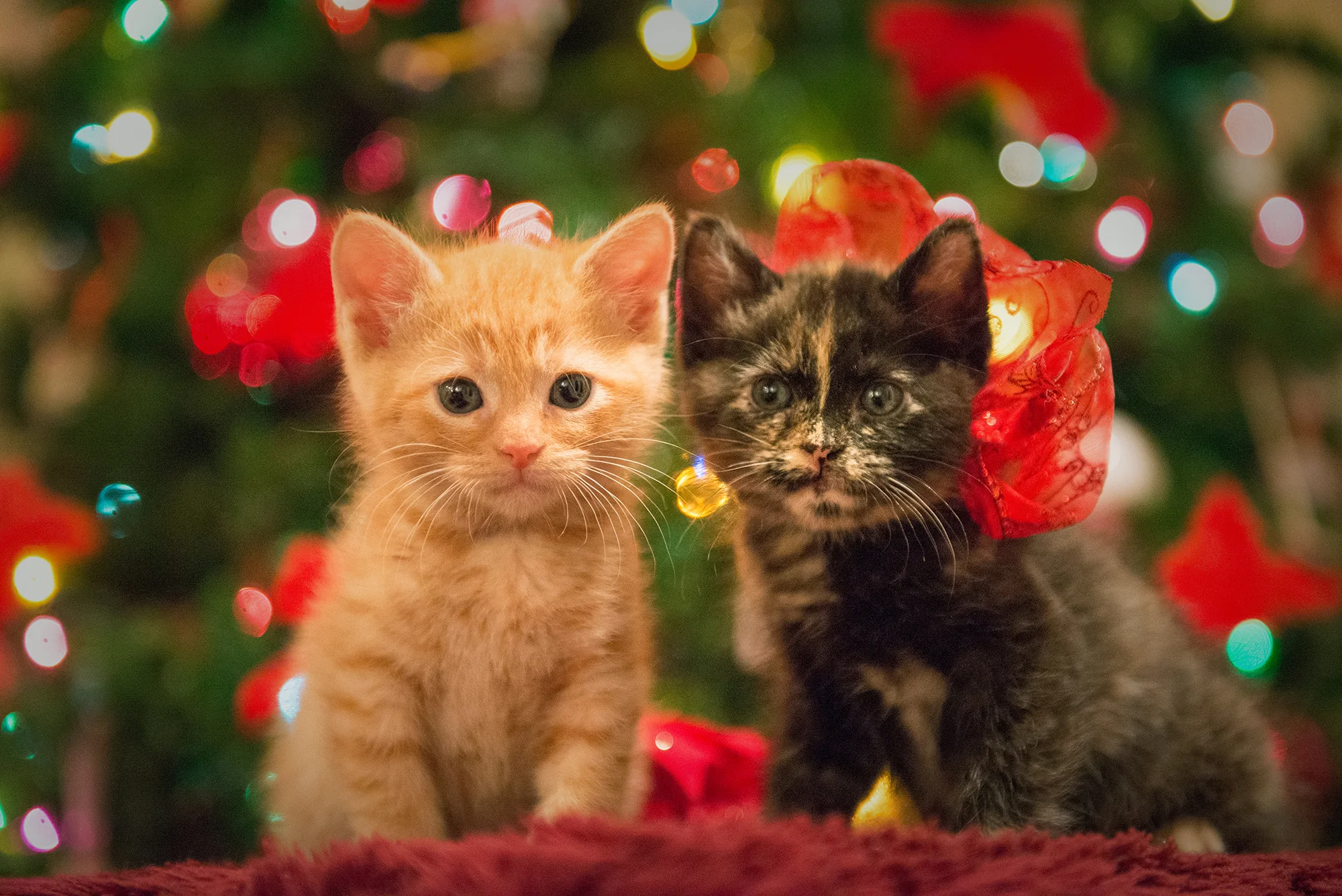 Christmas Kittens | December 2016