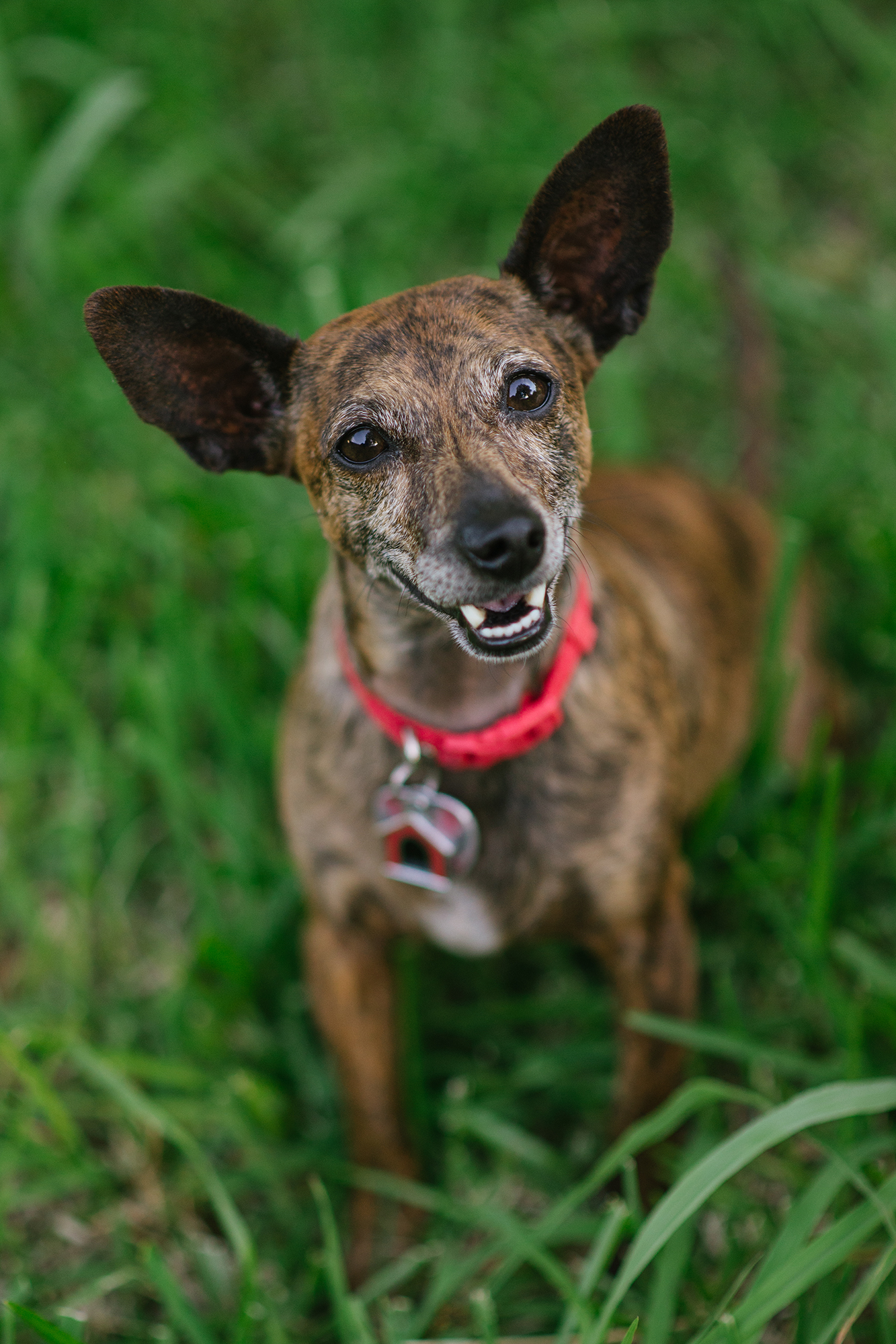 Cody Brownie Milo Papi June 2018 Amy Lane Photo