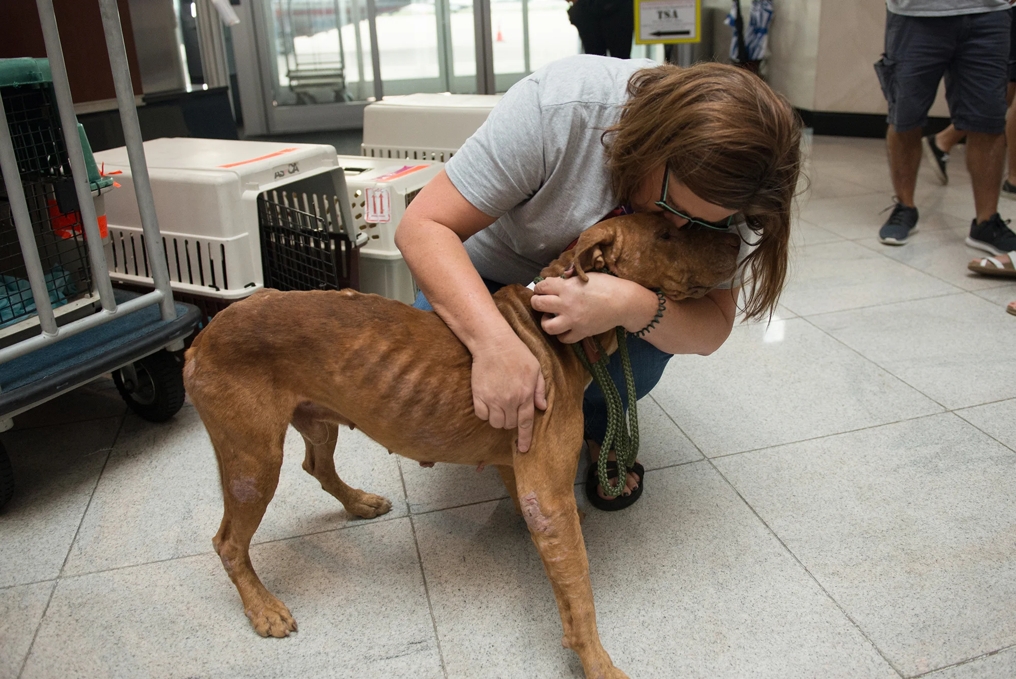 Dallas DogRRR | Puerto Rico Rescue