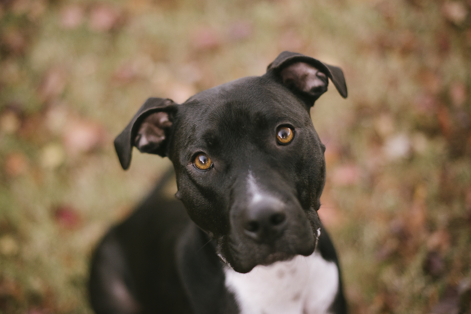 Charlie (Pitty mix)