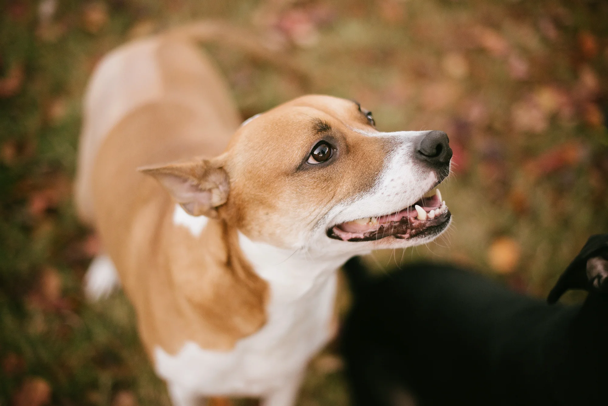 Bailey (Boxer mix)