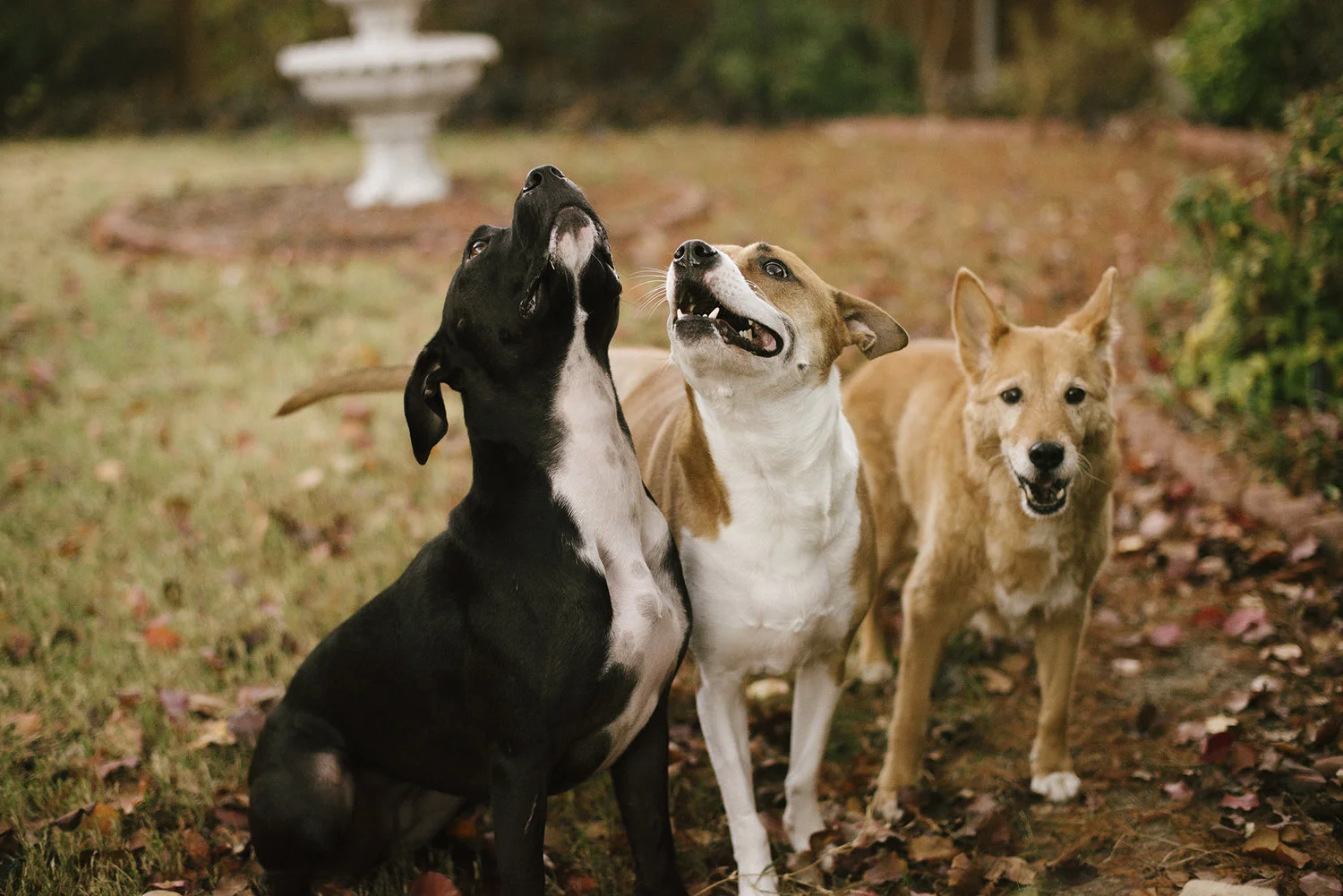 Angel, Bailey, and Charlie | December 2018