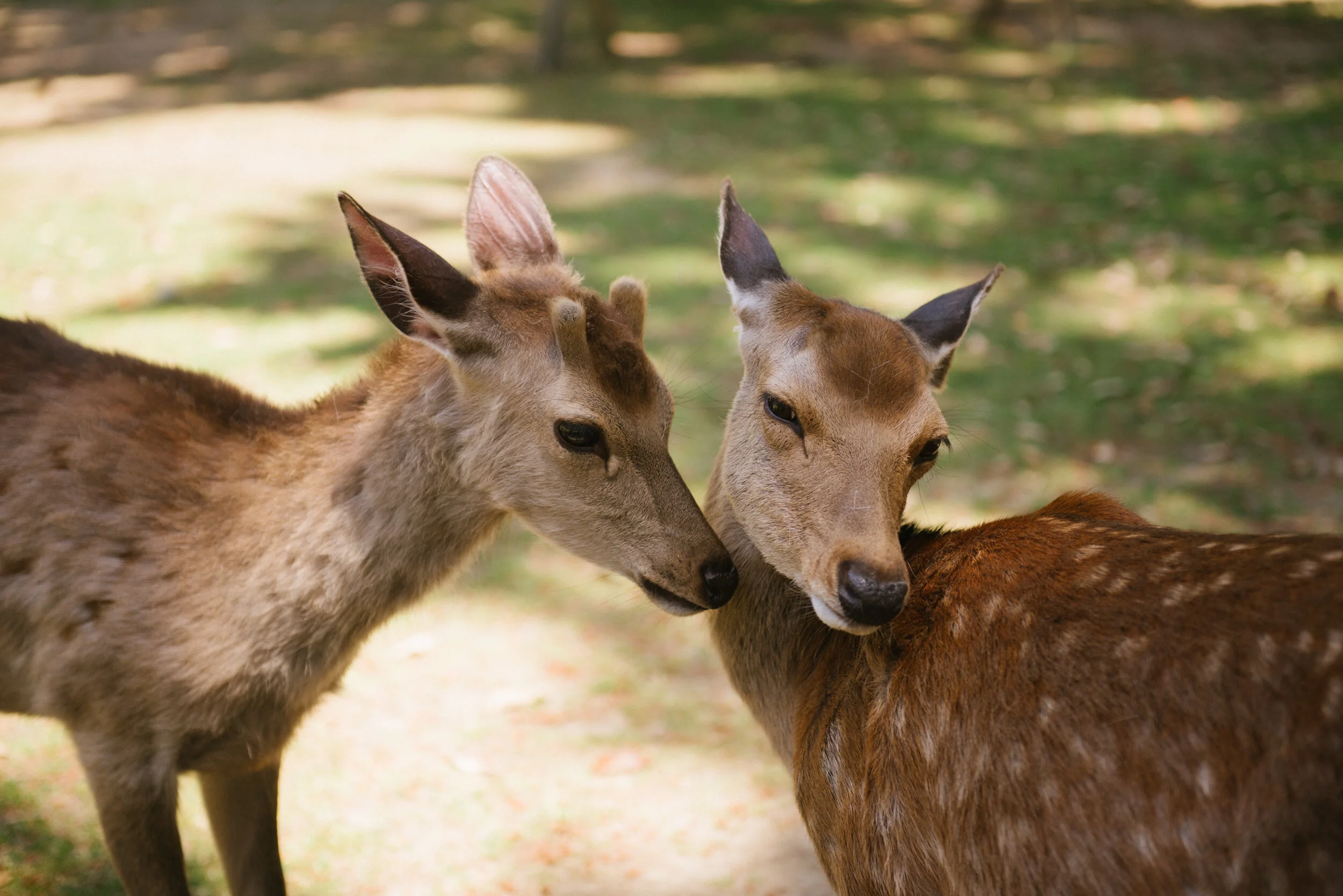 Nara, Japan | May 2019
