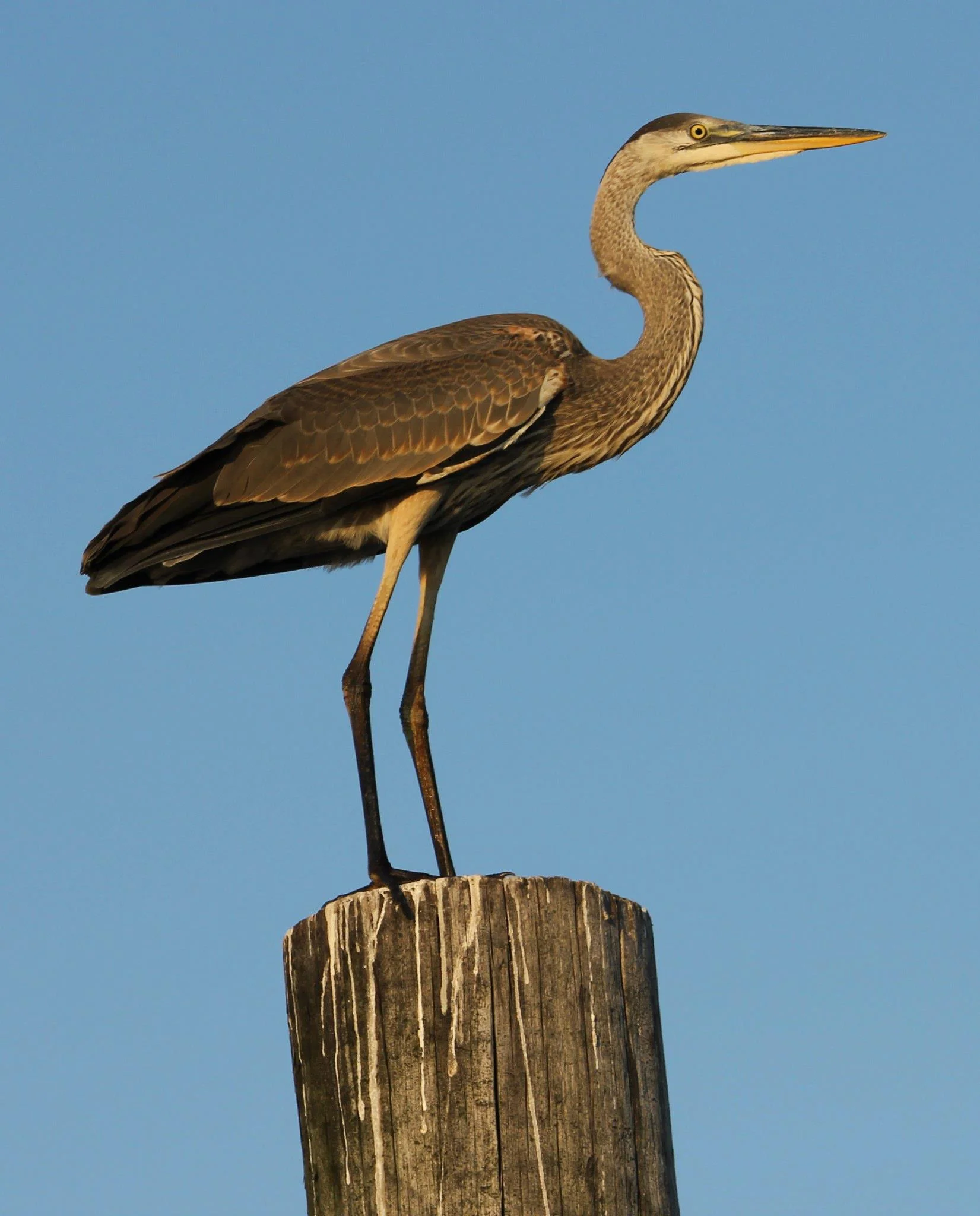 Heron 10.15.13.jpg