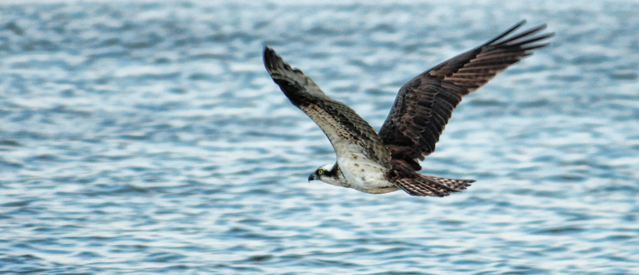 Osprey 08.02.12.jpg