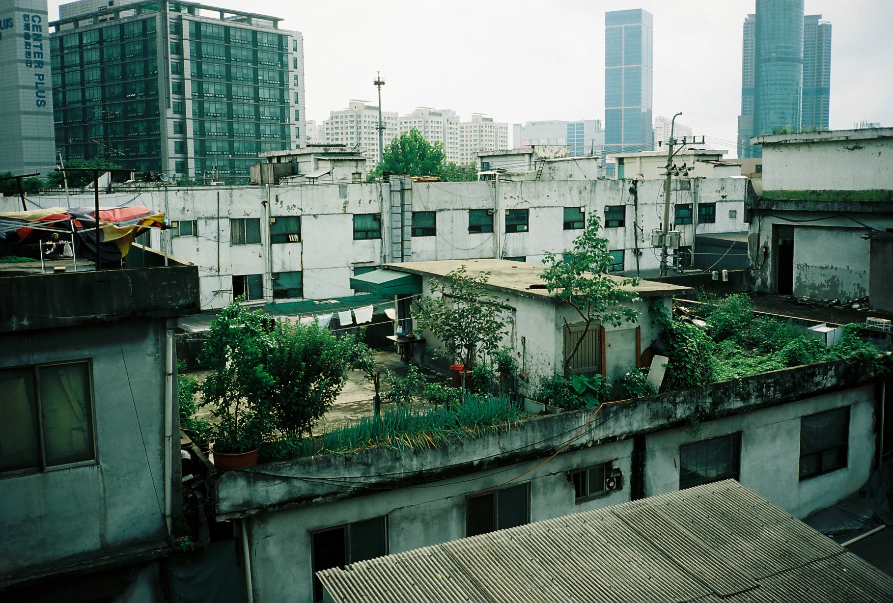  Rooftop garden , Seoul , South Korea , 2012 