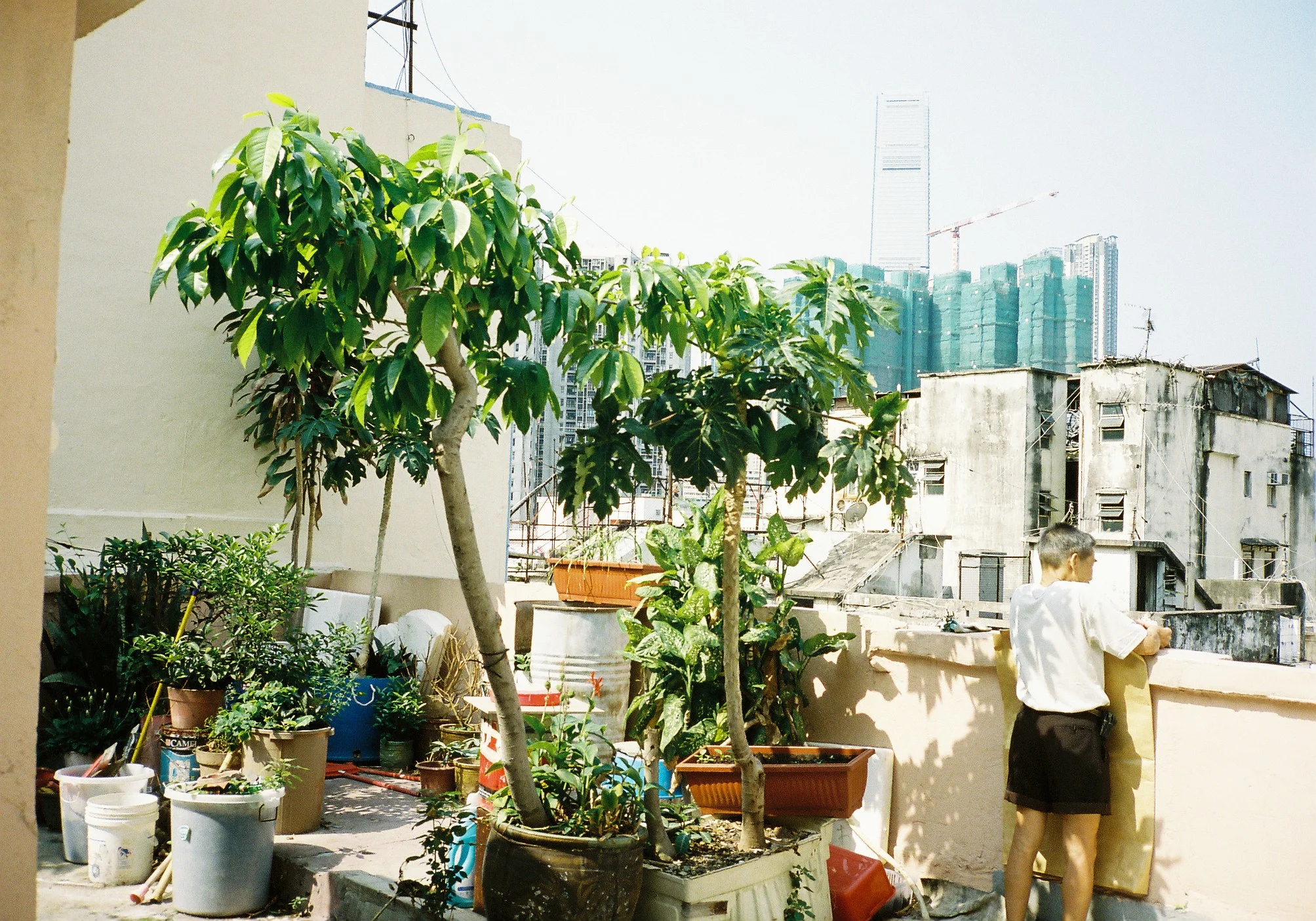  Rooftop garden , HK , 2013 