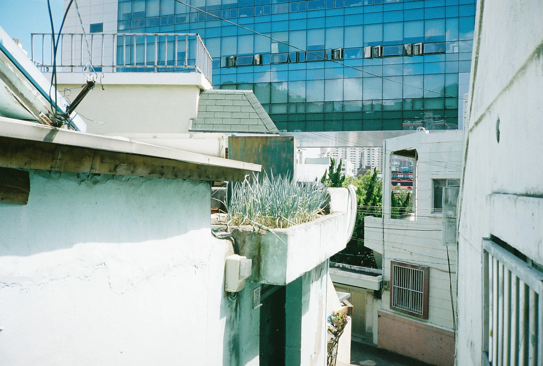  Rooftop green onion croft, Busan, 2013. 
