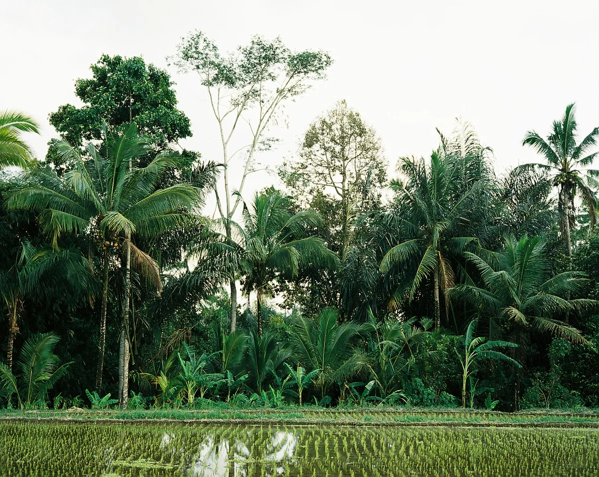  Bali, Indonesia, 2012. 