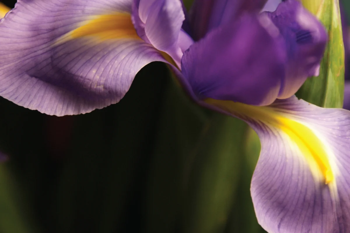 HERTA_FLOWER_PHOTOGRAPHY02.jpg
