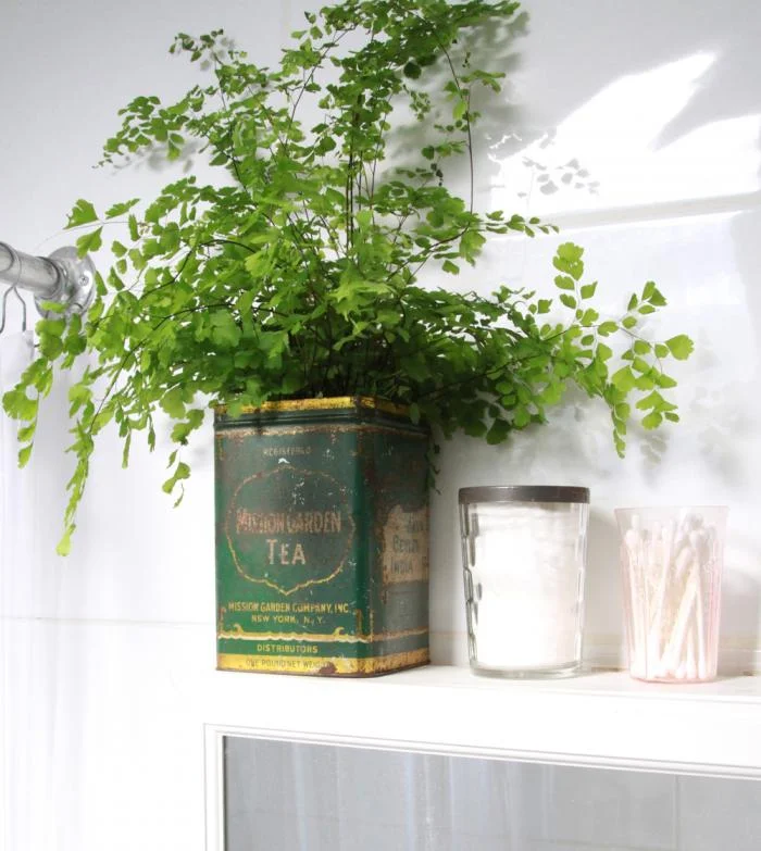 700_button-fern-in-antique-tea-tin.jpg