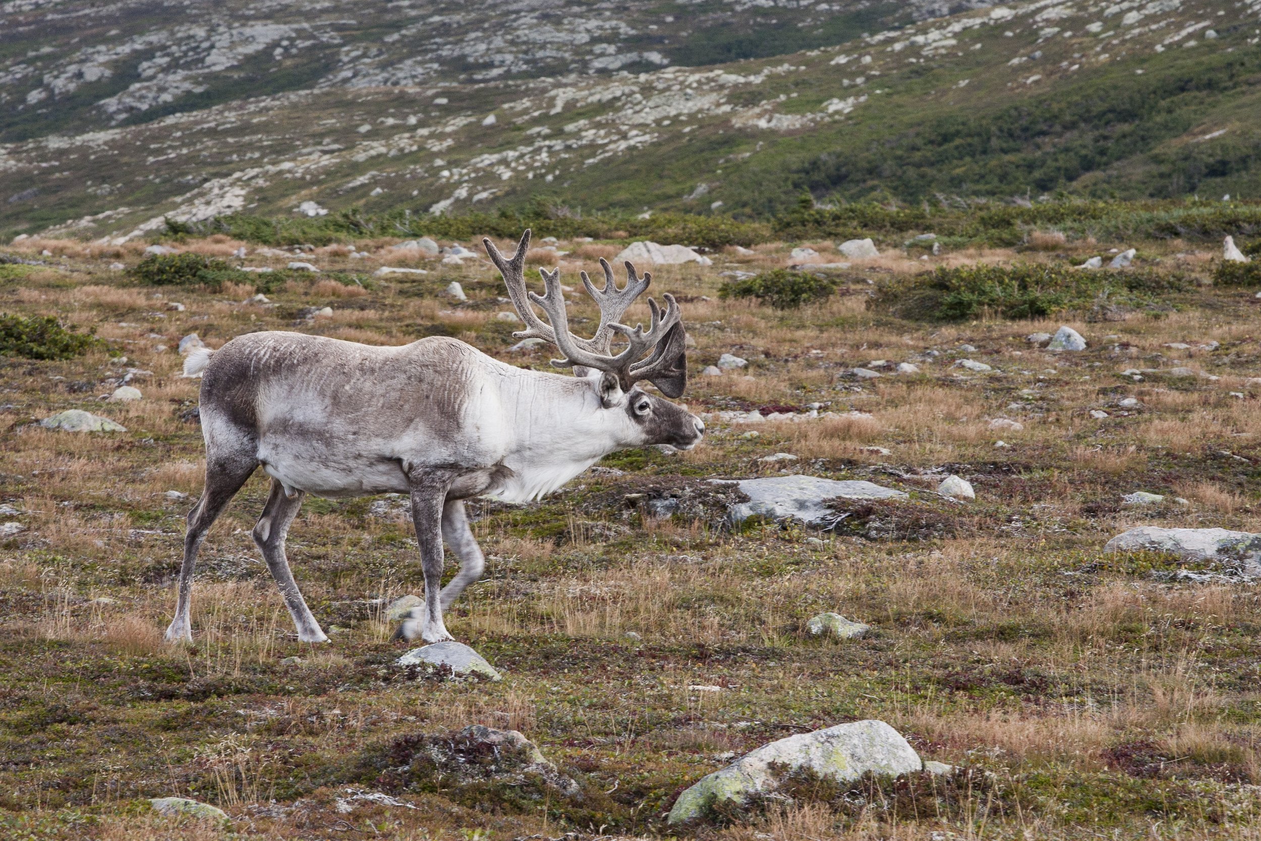 Caribou, Newfoundland and Labrador