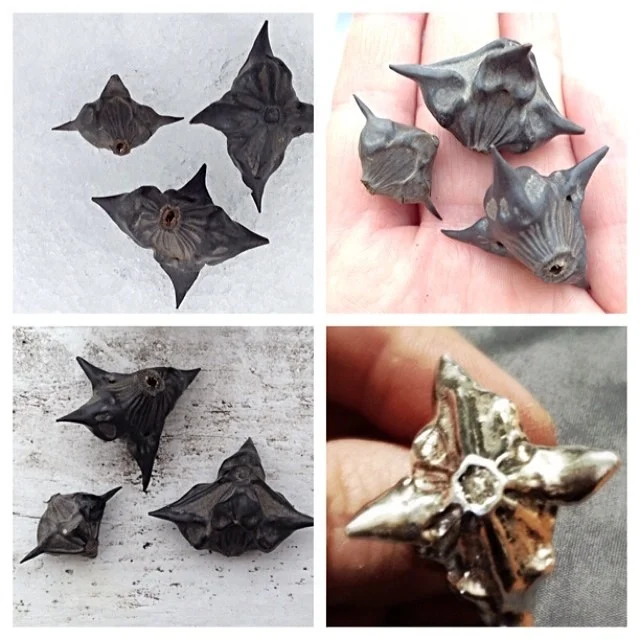 The Seed Pods that inspire (and hurt!)