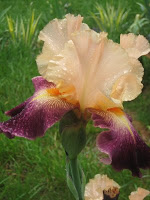 iris.JPG