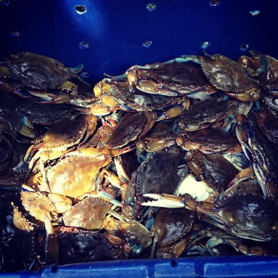 blue+crab.JPG