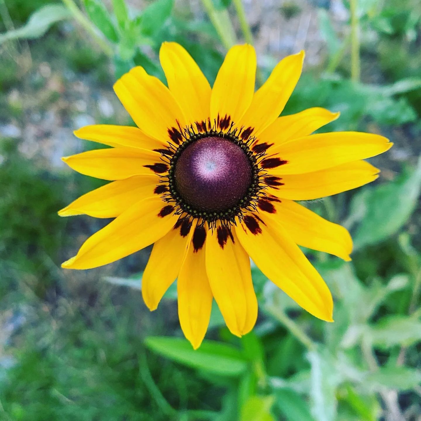 #blackeyedsusans🌻 @unc_asheville