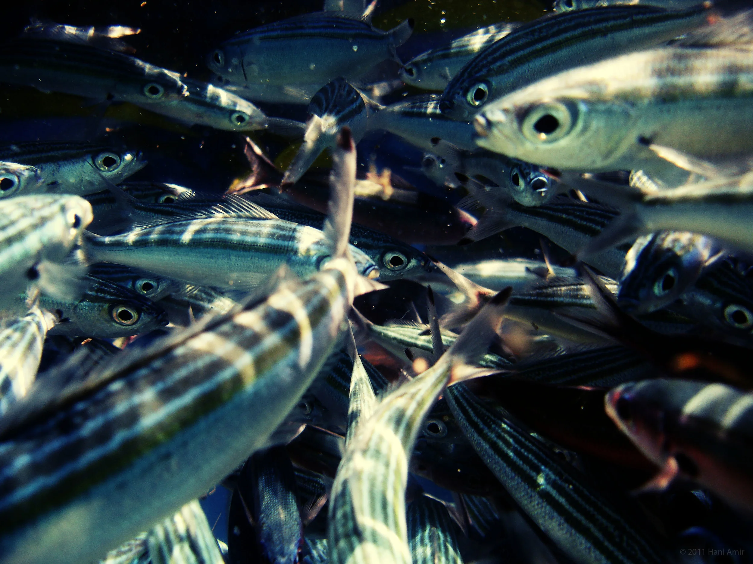 Close-up of Muguraan shoal
