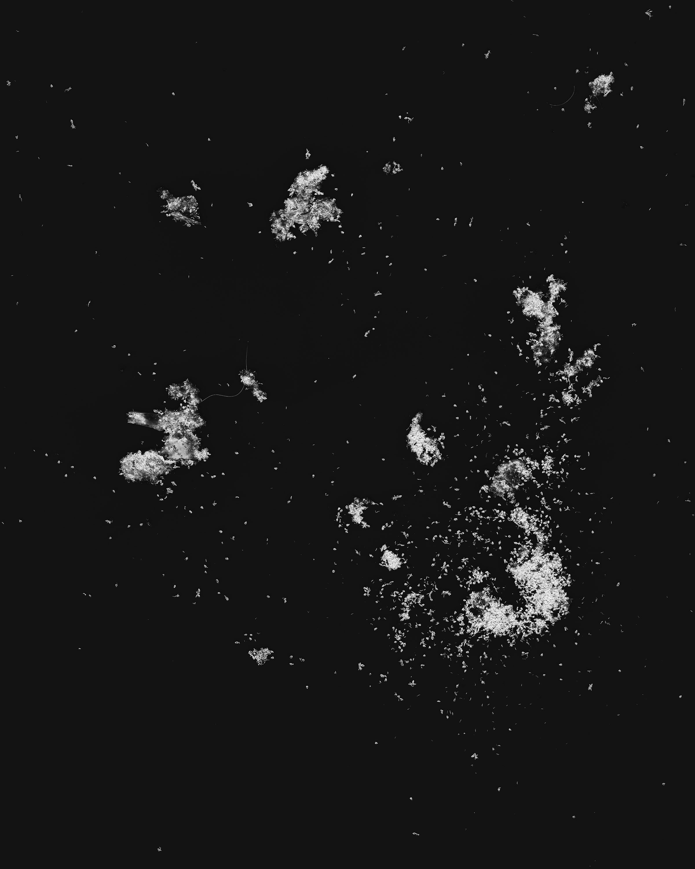 Islands in the Sun Ants scanned with digital flatbed scanner (2014)