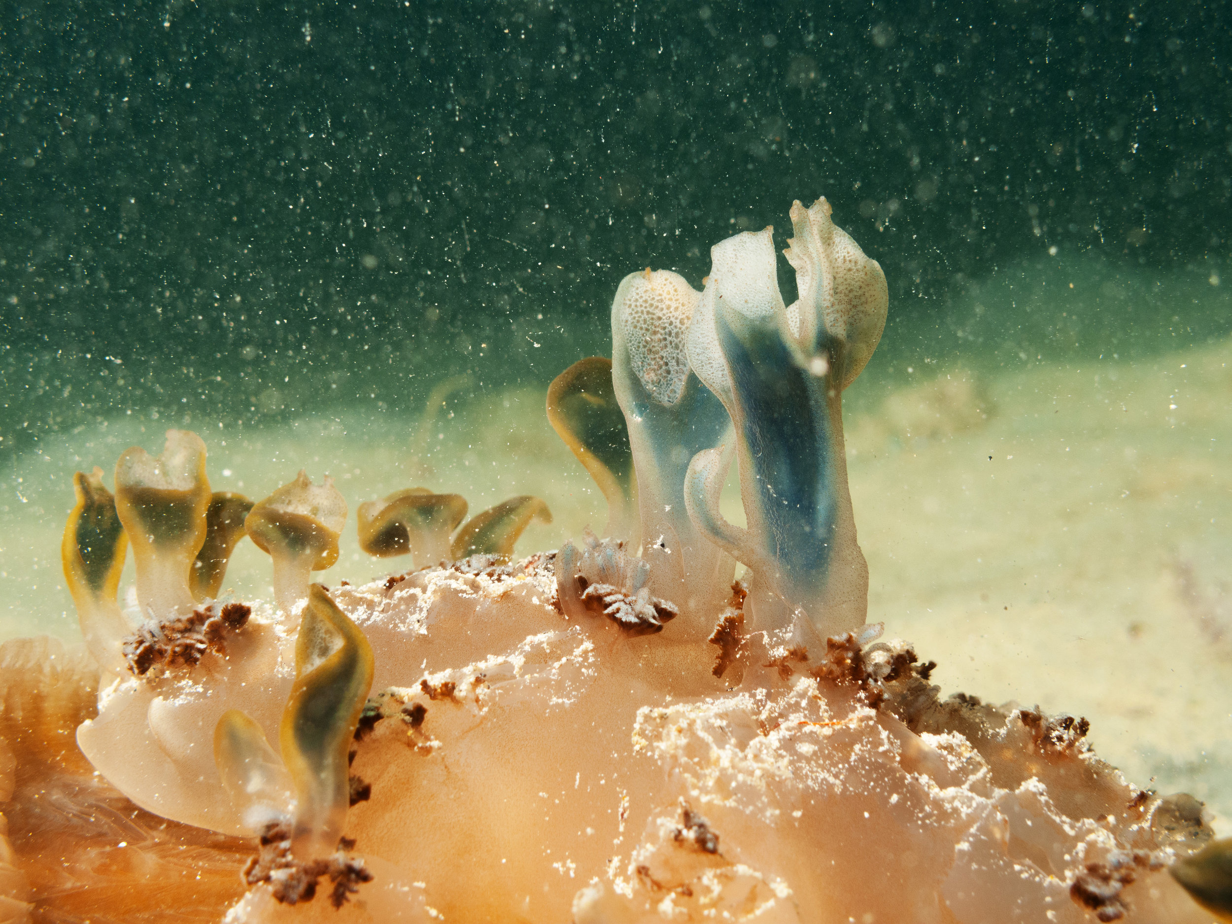 Close up of the "candles" on one of the "cake" jellyfish. Canon PowerShot G10 (2009)