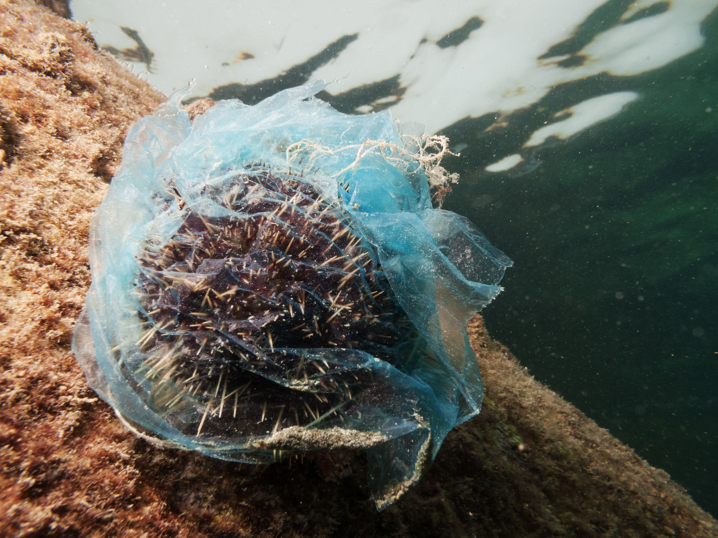 A sea urchin covered in a plastic bag. This type is not dangerous as the spikes are a lot short, blunt and much less prone to breaking off. Canon PowerShot G10 (2009)