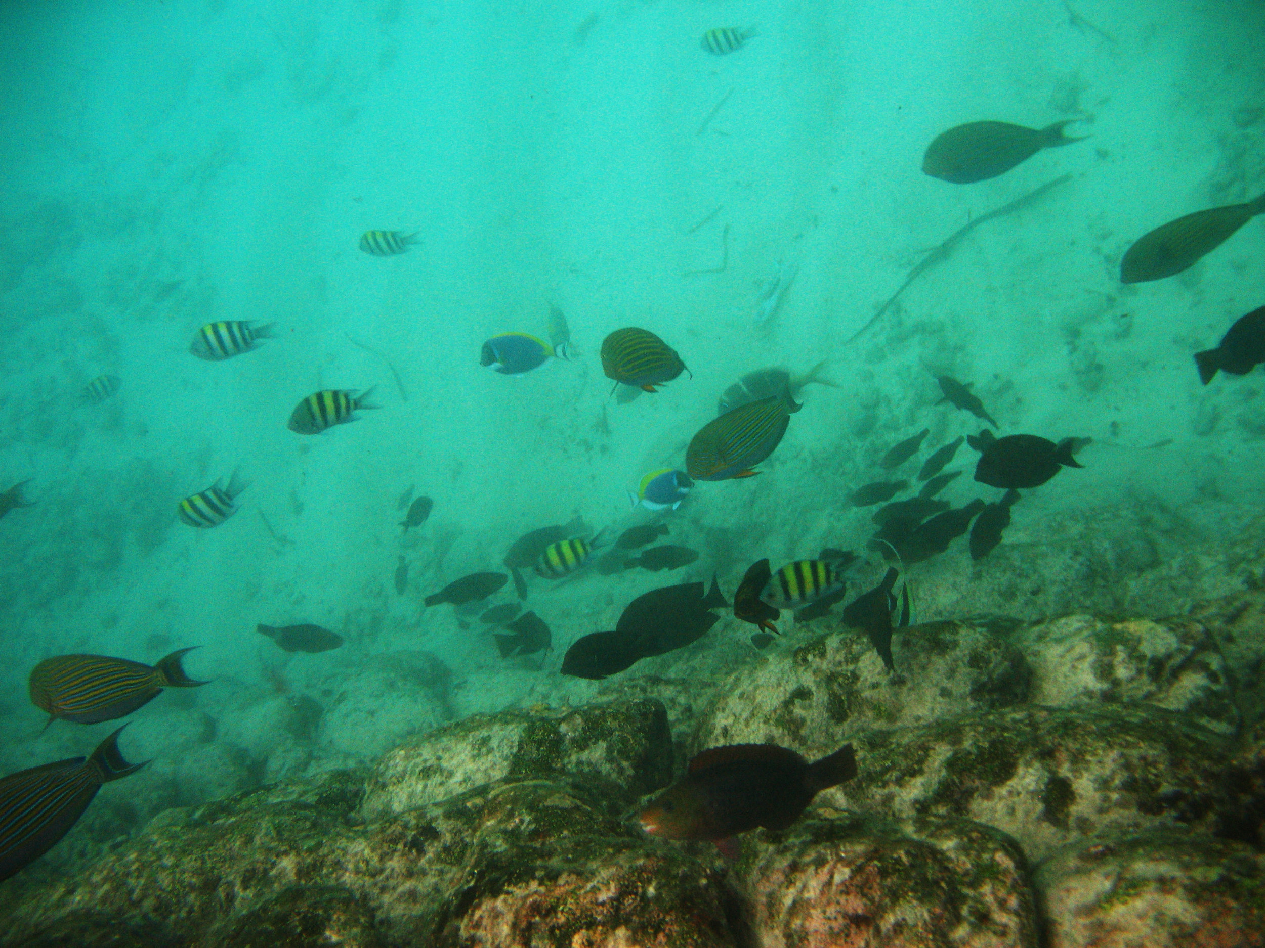 Various fish swim along the barrier which separates the track from the boats. Canon PowerShot A630 (2008)