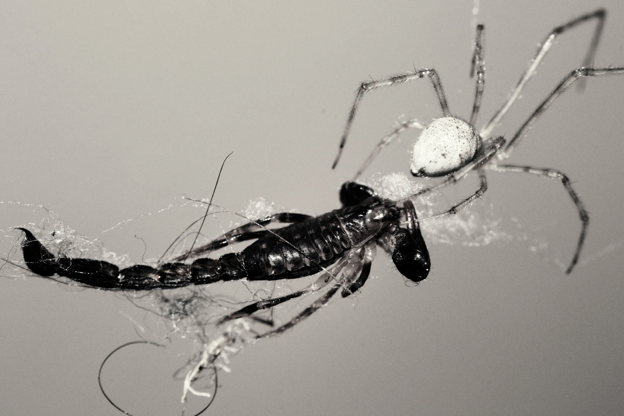 2011-03-05 - Tasmania - Nikon D3100 - spider vs centipede - archndDSC_0022.jpg