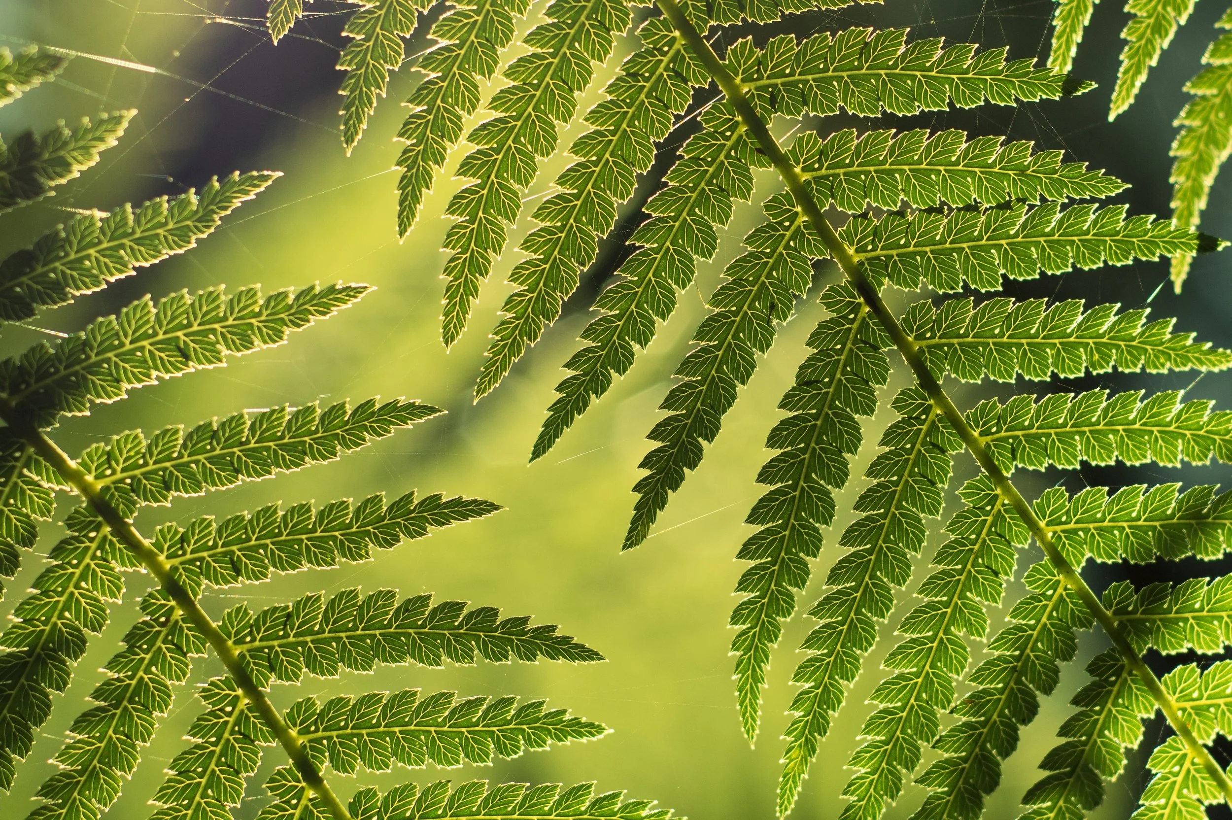 Kermandie Falls Track