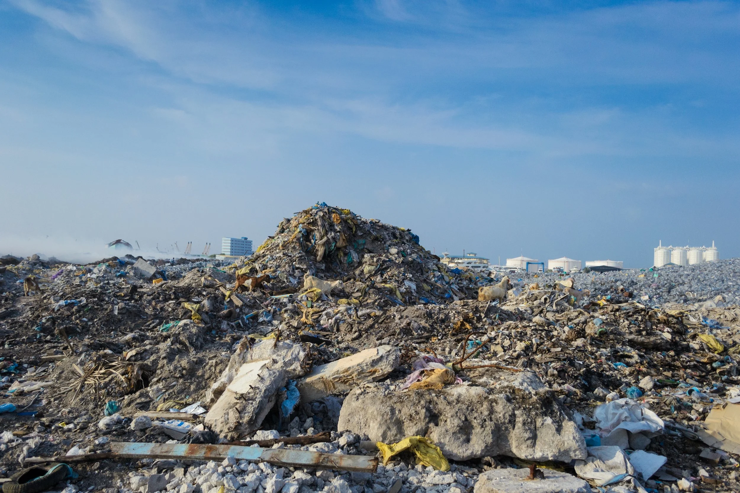 The goats of Thilafushi