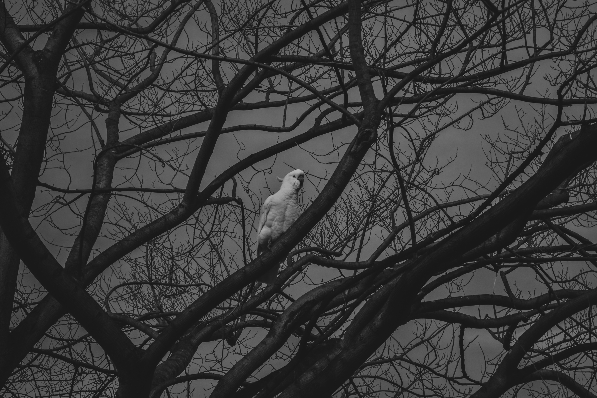 Little lord | G9X II