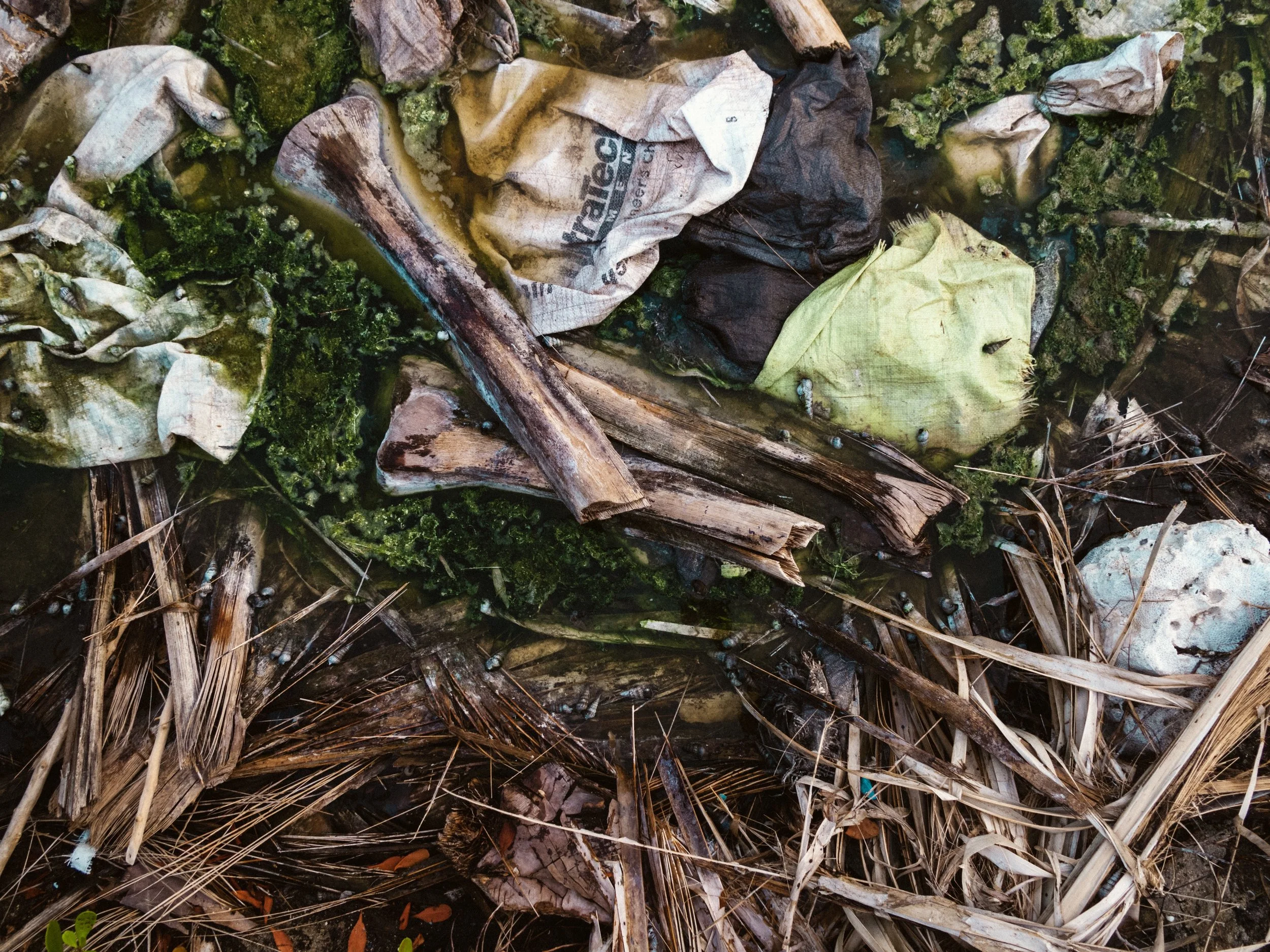 Kulhudhuffushi mangroves