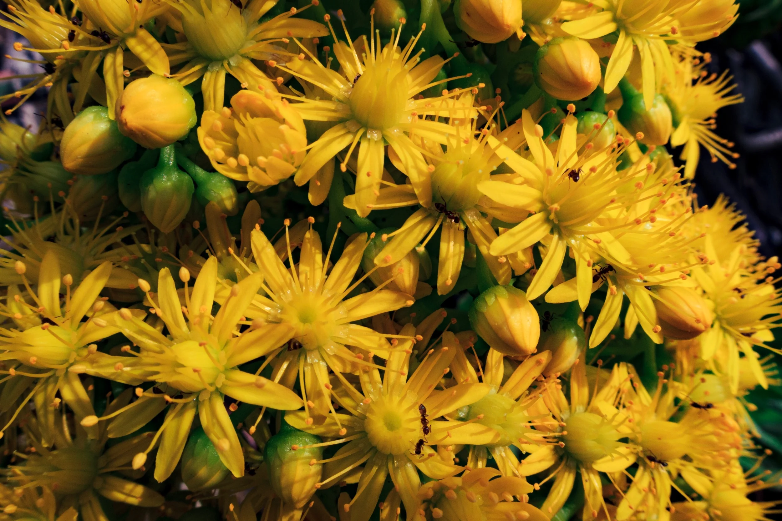 “We live in a beautiful world, yeah we do, yeah we do...” | G9X II