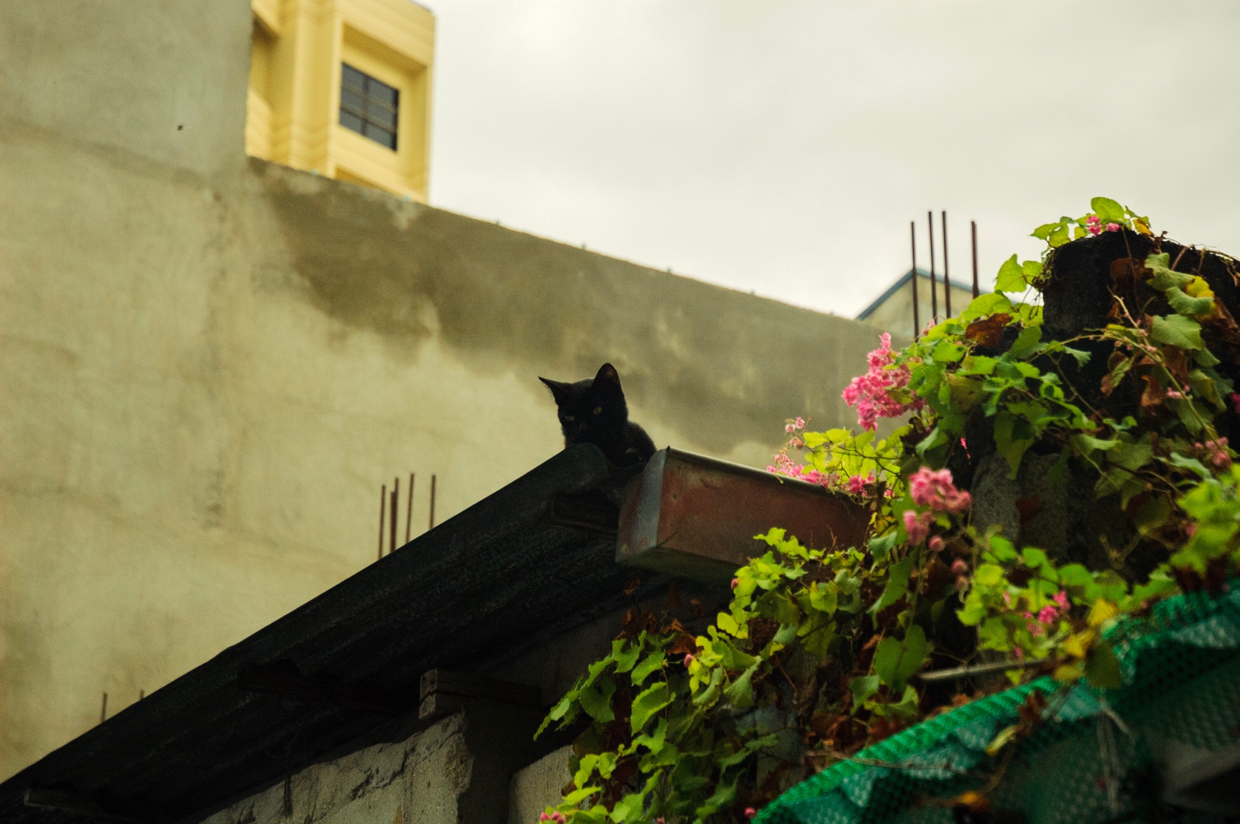 Malé, Maldives | Nikon D70s | (2008)