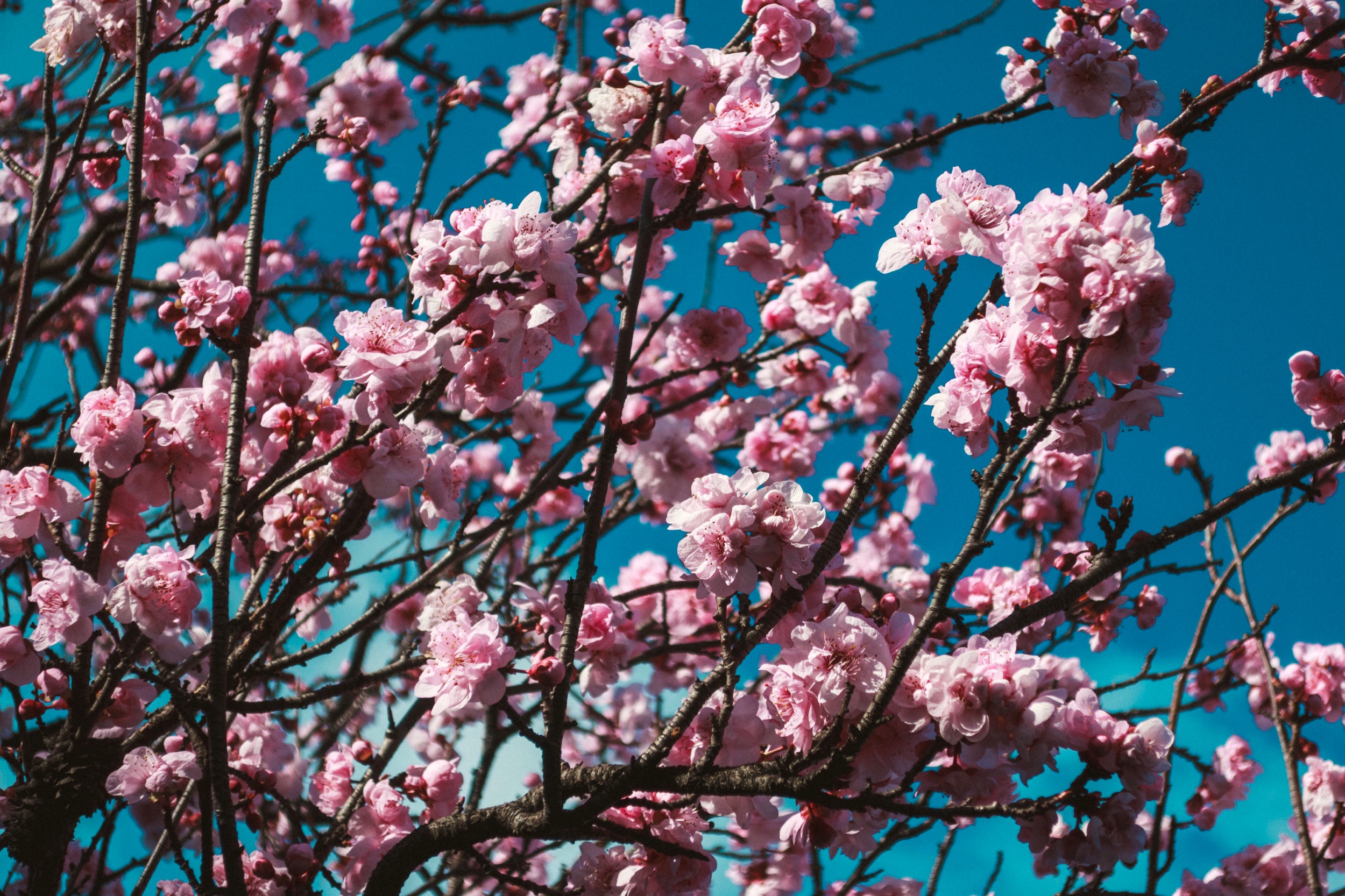 Winter blooms | G9X II