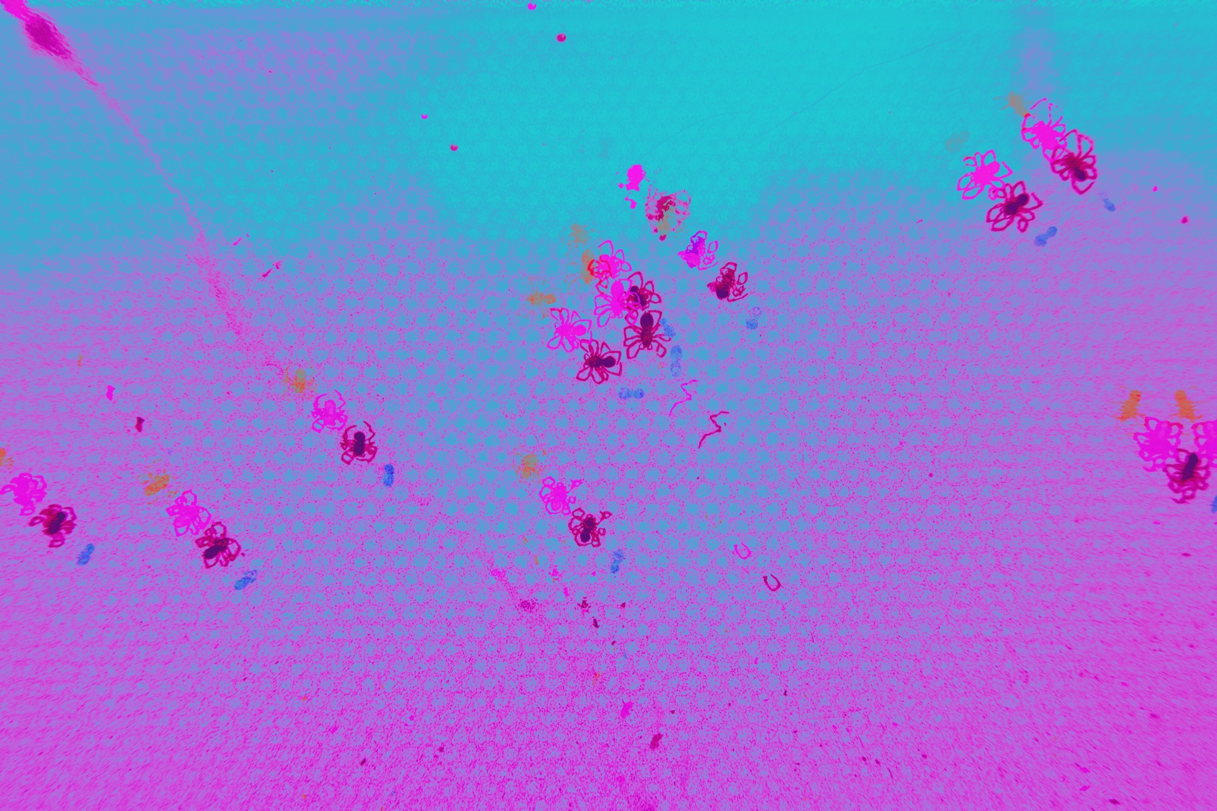Spiders in the ATM | G9X II + glitche
