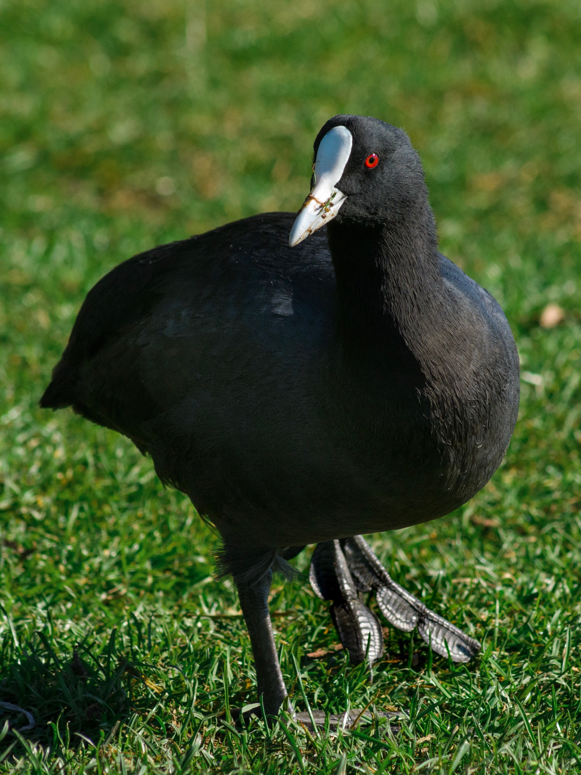 Fulica atra | Sandy Bay, Hobart | D7100 | (2019)