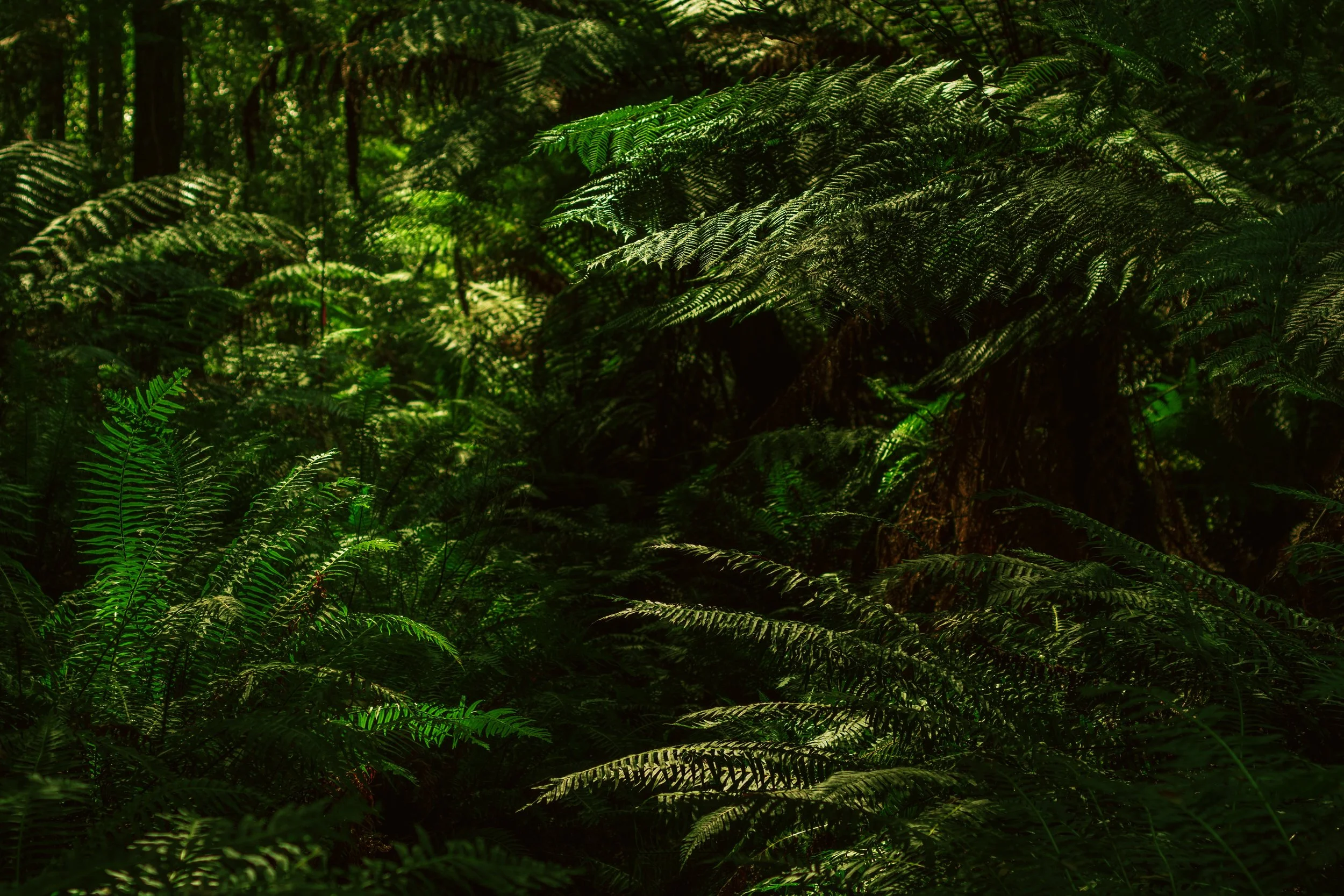 _DSC7785.jpeg