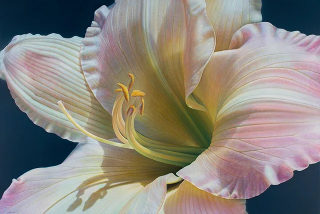 DAYLILLY SERIES #4.jpeg