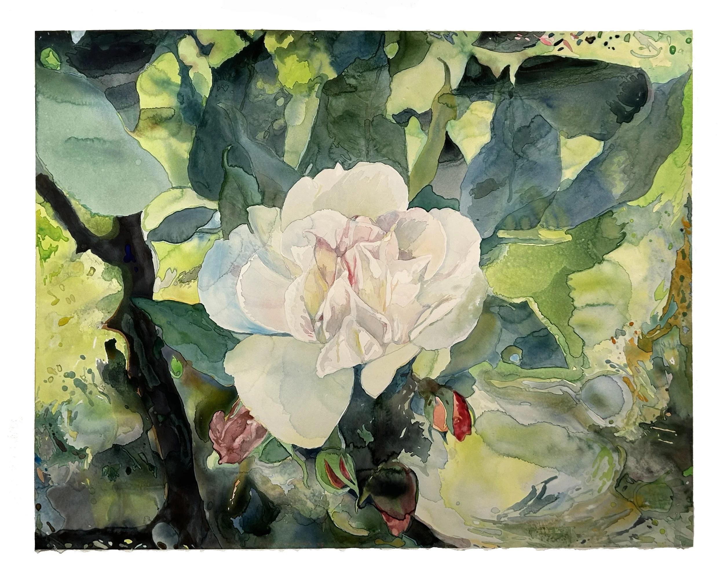 Rose Before France, 1985