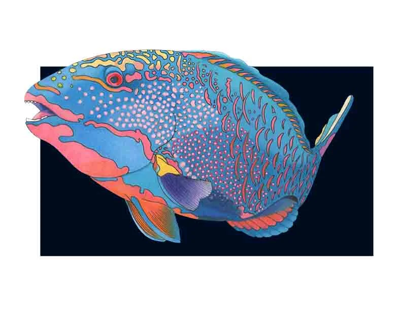 parrotfish.jpg
