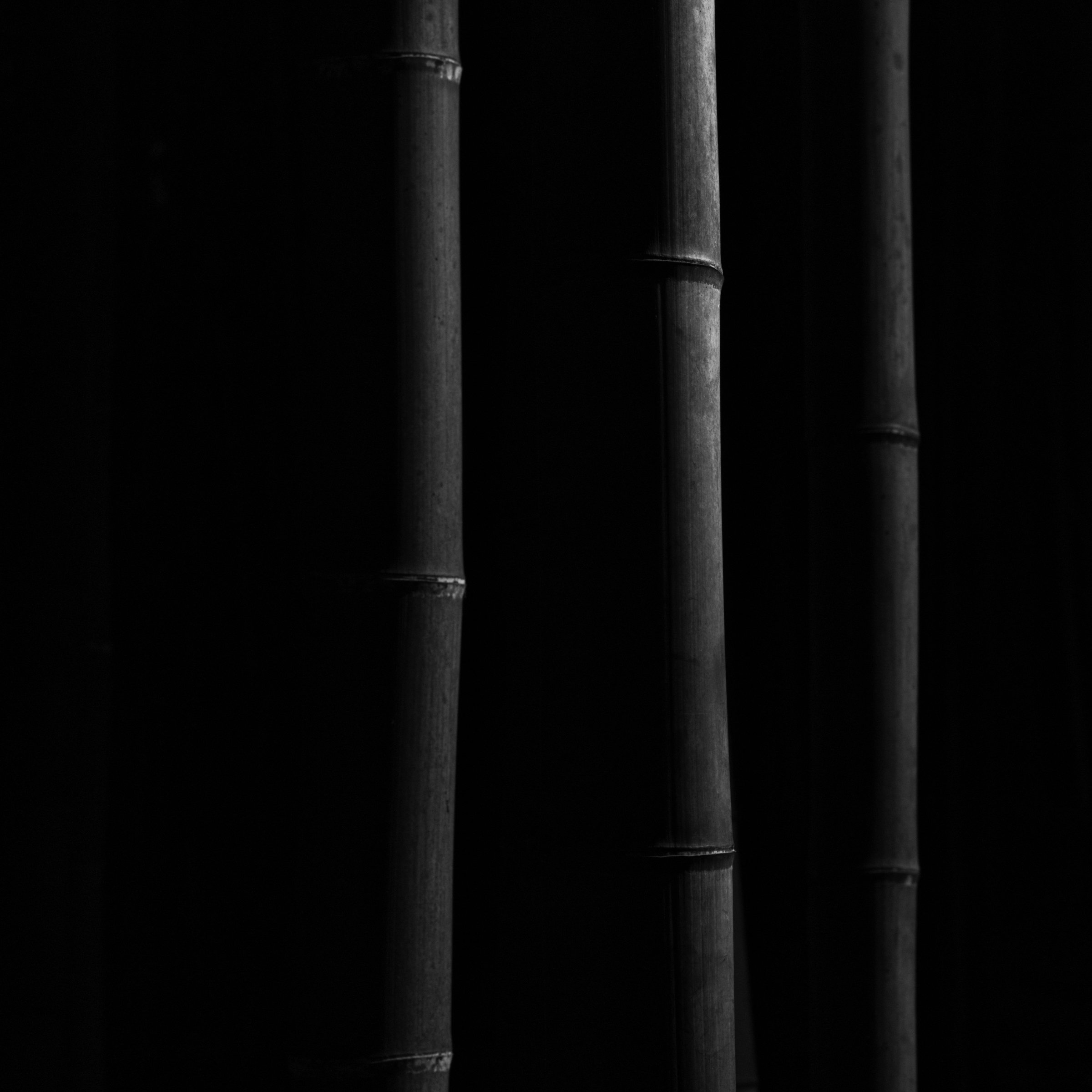 Bamboo_version-24.jpg