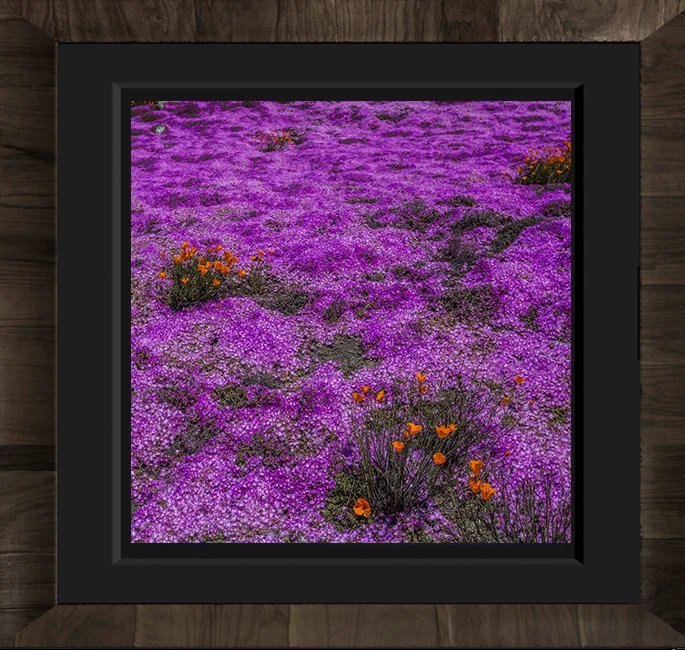 VELVET HILLS LIMITED EDITON: 700 ARTIST PROOF: 50