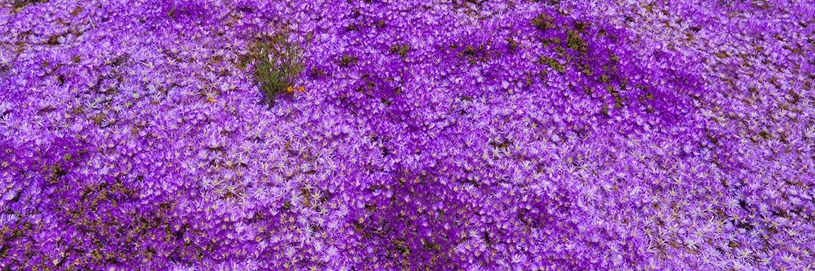 flowers.jpg