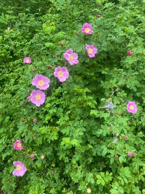 7 Weeks: (Re)Finding Joy in Creative Practice