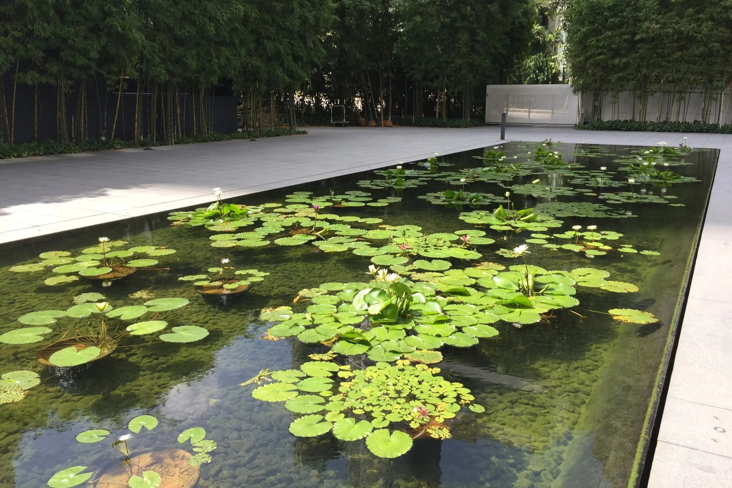 7+Lily+pond+IMG_5412.jpg