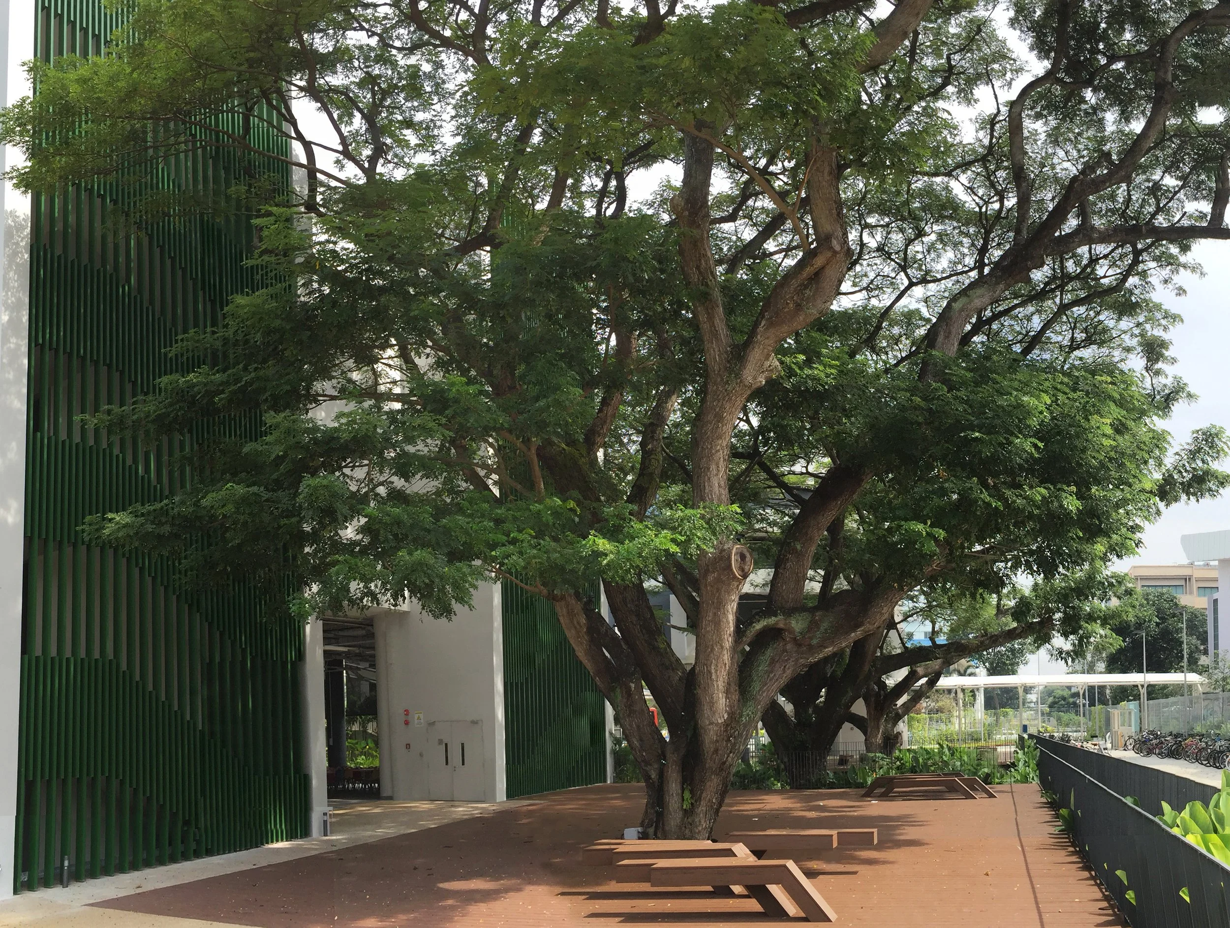 LFS Rain Trees-REDONE TO USE.jpg