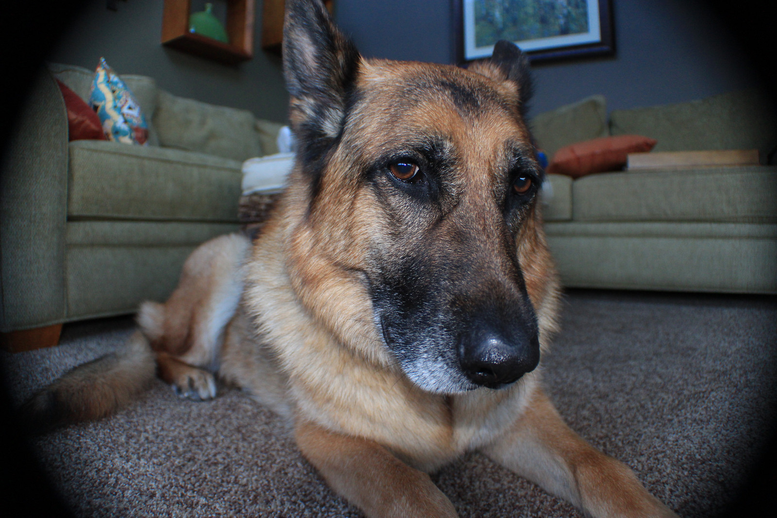 #12 - Jacob The Last Jewish German Shepherd