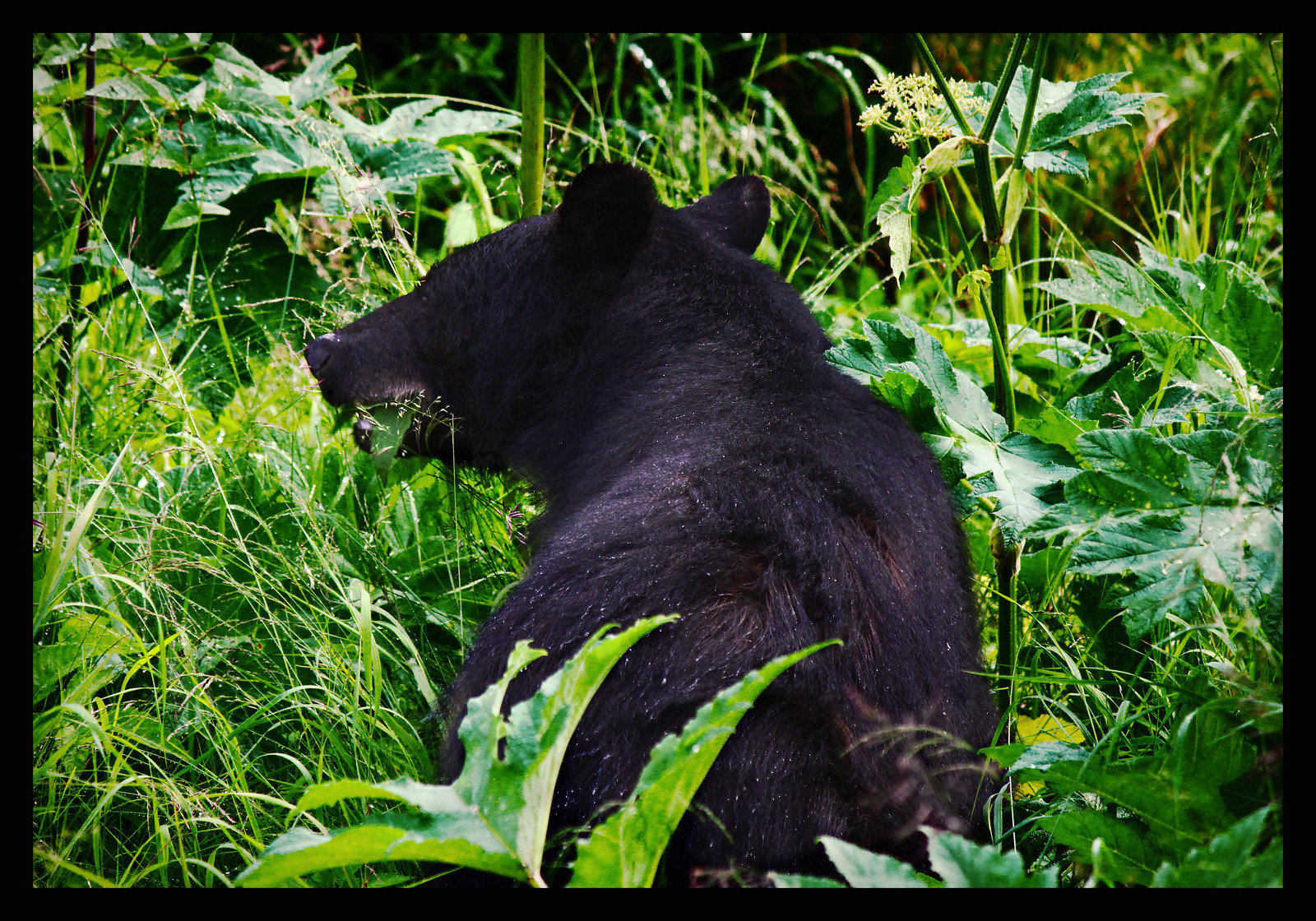 #4 - Bearcub Snacktime
